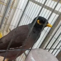 مینا سخنگو فوق دستی جمله میگه
