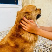 سگ خونگی|سگ|حمیدیه, |دیوار