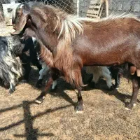 بعده نژدین تخمی بز نر|حیوانات مزرعه|سردشت, |دیوار