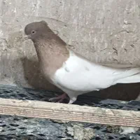 کبوتر پاجفتی درجه یک