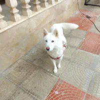 سگ هاسکی سفید ماده