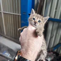 واگذاری رایگان دوتا بچه گربه|گربه|نجفآباد, شهرک صنعتی نجف آباد ۲|دیوار