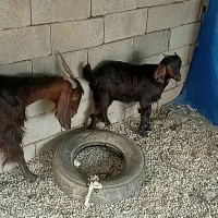 ۱راس بزوبزغاله قیمت۱۲میلیون۵۰۰|حیوانات مزرعه|آبدانان, |دیوار