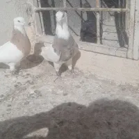 یک جفت طوقی هردونر