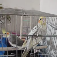 طوطی های زرنگ|پرنده|اقبالیه, |دیوار