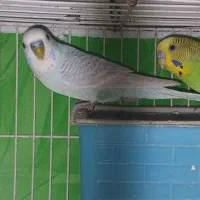 مرغ عشق حرفه ای