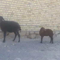 بره دجیجه بز گاوگوساله گوسفند آهو|حیوانات مزرعه|اهواز, بهارستان|دیوار