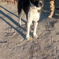 گمشده 3ماه پیش سمت پل زال عوارضی