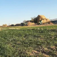 نگهداری از گاوداری بومی