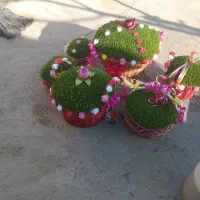 سبزه|گل و گیاه طبیعی|کنگاور, |دیوار