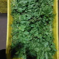 نیروی کار ساده فقط مرد