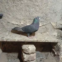 مجسمه کبوتر|مجسمه، تندیس، ماکت|زابل, |دیوار