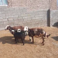 میش وبره پلنگی