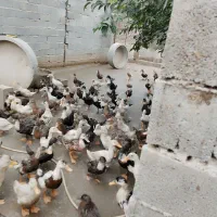 اردک ورامینی جوان و اردک خارجی های ماده