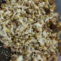 فروش حلزون آلبینو طبی