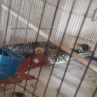 معاوضه عروس هلندی