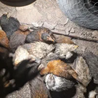 جوجه مرغ گلپایگاه