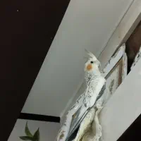 دوعروس هلندی با قیمت 1ملیون