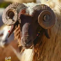 توزیع و فروش دام زنده در محل