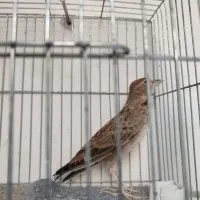 سهره خاکی