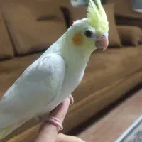 عروس هلندی جوجه دوماهه