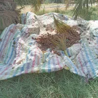 خرمای درجه یک