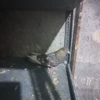 کبوتر|پرنده|بوئین زهرا, |دیوار