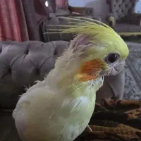 دوتا جوجه عروس هلندی ۴۰ روزه سزلاکی دون خور