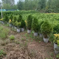 انواع گل گیاه و کاج لاوسون|خدمات باغبانی و درختکاری|اردبیل, |دیوار