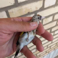 سهره امسال