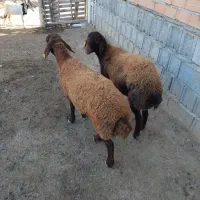 دو.  رس توقلی ماده