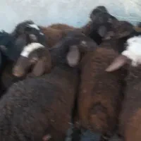 بره قزل شال اصل دامازدق