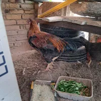 مرغ خروس|حیوانات مزرعه|رفسنجان, |دیوار