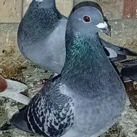 معاوضه ندارم