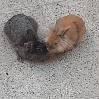خرگوش