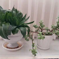 دو عدد گل با گلدان