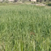 فروش-4تا-پلاک-زمین-230متری