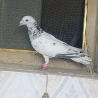 کفتر شهرستانی