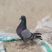 کفتر سبز