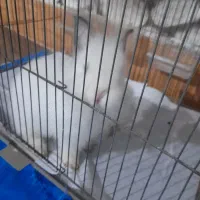 خرگوش لوپ اصل