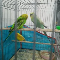 سه عدد مرغ عشق مناسب برای جوجه کشی|پرنده|جغتای, |دیوار