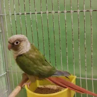 پرنده گرینچیک مولد