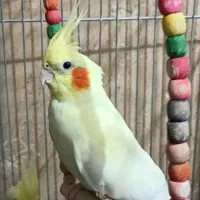 عروس هلندی|پرنده|ابرکوه, |دیوار