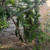 باغ-میوه