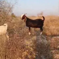 بز فروشی