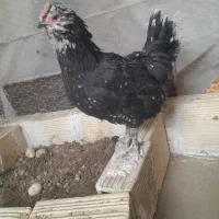 مرغ وخروس گلین فول|حیوانات مزرعه|تهران, جیحون|دیوار