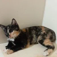 بچه گربه خانگی|گربه|سنقر, |دیوار