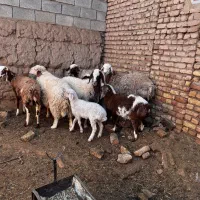 میش زایده|حیوانات مزرعه|بردسکن, |دیوار