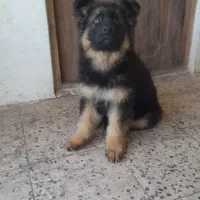 ژرمن شپرد شولاین