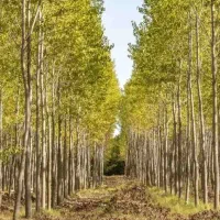 ارائه نهال کبوده یکساله به قیمت ۴۰ ت